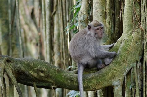 Photo Essay Sacred Monkey Forest Of Padangtegal