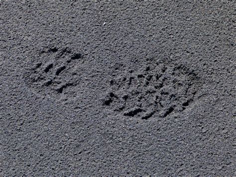 Fotos Gratis Playa Zapato Textura Piso Huella Asfalto Línea