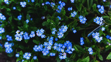 Forget me not flowers & gifts is a lovingly momentmaker in glen burnie, md. Forget Me Not Flowers 4K HD Flowers Wallpapers | HD ...