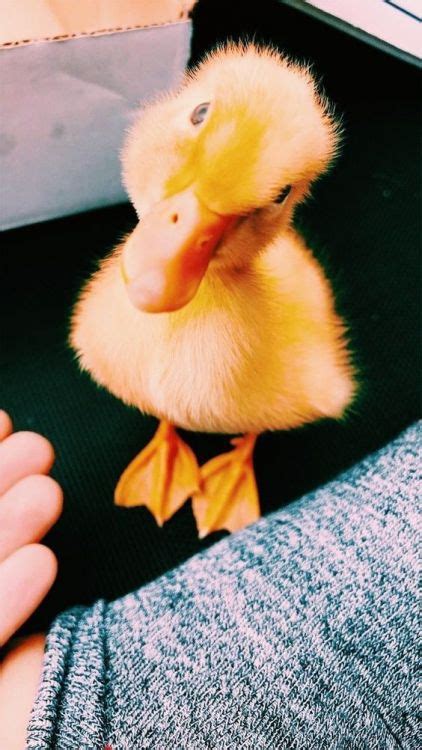 Aesthetic Duckling Pic Voice