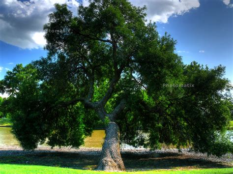 Hdr Tree Goob312 Flickr