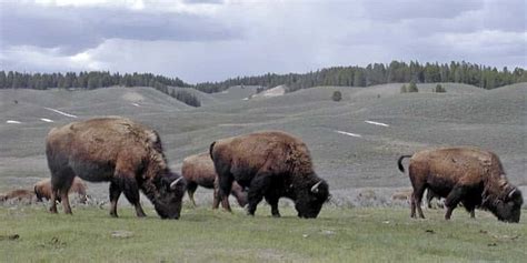 Interior Department Announces Action To Restore Bison Populations