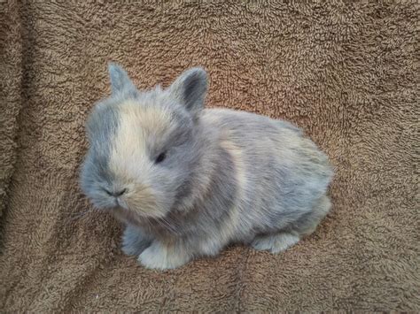 Netherland Dwarf Rabbits For Sale Pets4homes