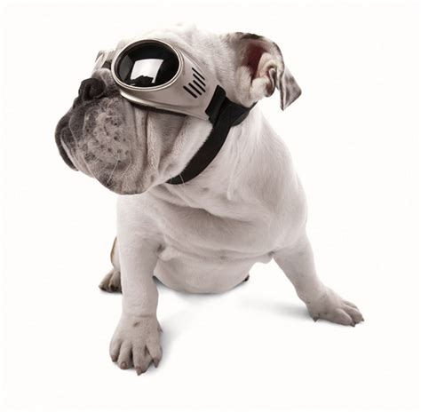 Doggles Originalz Doggy Goggles King Of Fuel