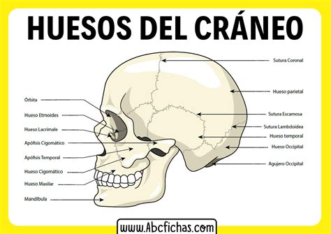Anatomía Y Huesos De La Cabeza O Cráneo