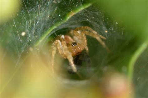 Funnel Web Weaver Agelenidae Spider In Its Web Here Is A Flickr