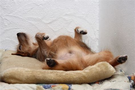 19 Dogs Sleeping In Totally Ridiculous Positions