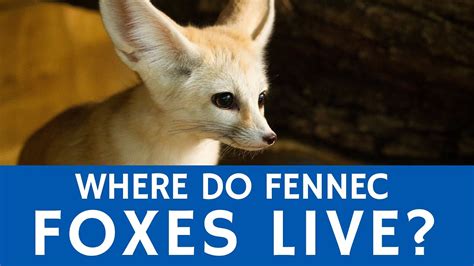 Where Do Fennec Foxes Live Fun Animal Facts For Kids Youtube