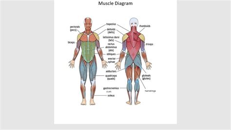 As these muscles contract and relax, they move skeletal bones to create movement of the body. Glutes Hamstrings Diagram : What Is Piriformis Syndrome ...