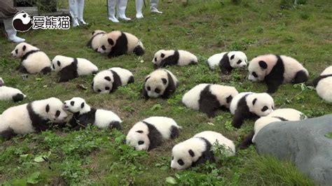 Baby Pandas Squeaking How Many Baby Pandas Are There ️数数这里有多少只熊猫宝宝