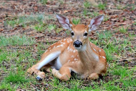 White Tail Deer Fawns Bitterroot Mountains Montana Stock Image