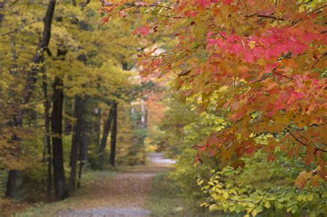 Free Picture Forest Road Fall Foliage Autumn Leaves Trees