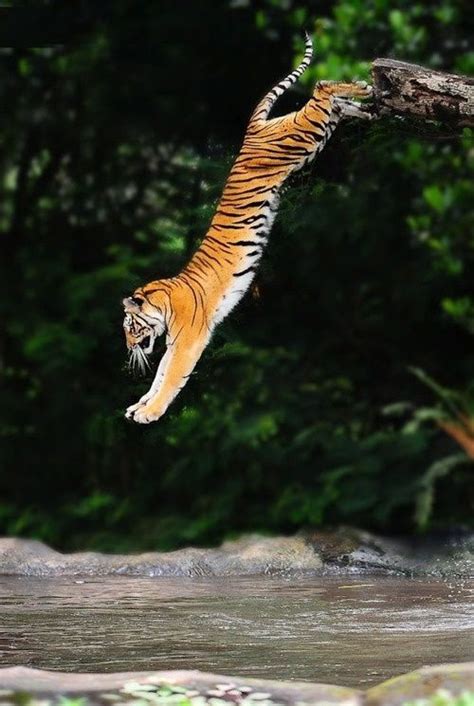 Tigers Rivers And Photographers On Pinterest