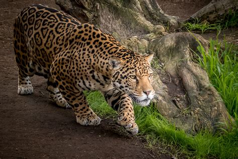 1600x900 Jaguar Animal 1600x900 Resolution Hd 4k Wallpapers Images