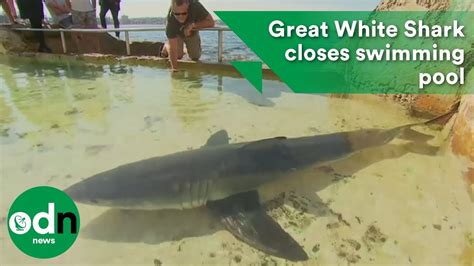 great white shark closes swimming pool youtube