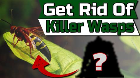 How To Get Rid Of Cicada Killer Wasps 💀 Top 5 Methods Youtube