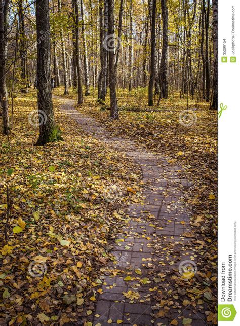 Stone Path Through Birch Forest In Fall Stock Images