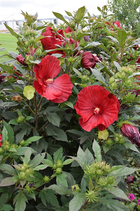 Summerific Cranberry Crush Hibiscus Hibiscus Cranberry Crush In St