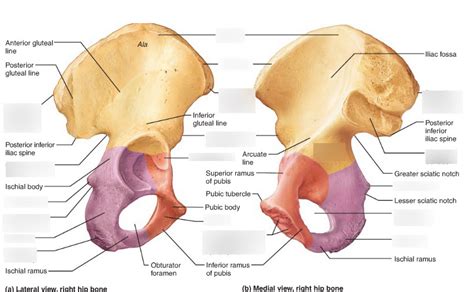 Right Coxal Bone Lateral And Medial View Diagram Quizlet