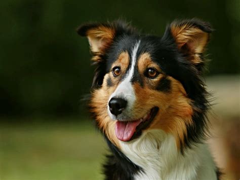 Tricolor Border Collie Ultimate Guide Facts About This Variation