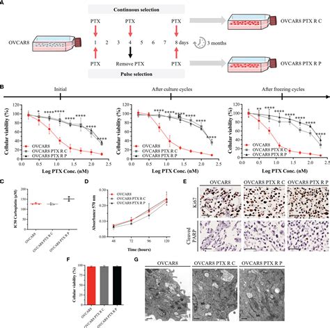 Frontiers Generation Of Two Paclitaxel Resistant High Grade Serous