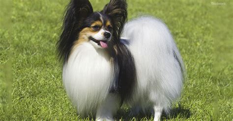 Despite his refined appearance, the pap is truly a doggy dog blessed with a hardy constitution. The Papillon