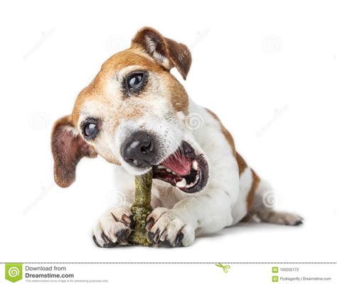 If you know a local shop that would be a good candidate for selling joy dog food, you can request that we contact them through our dealer. Pet joy food. stock image. Image of friend, lunch ...