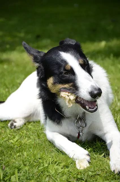 How To Take Care Of A Border Collie A Comprehensive Guide