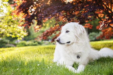 Great Pyrenees Pyr Dog Breed Characteristics And Care