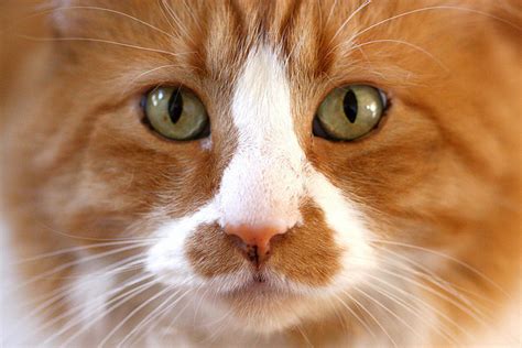 Massachusetts State Cat Tabby Cat