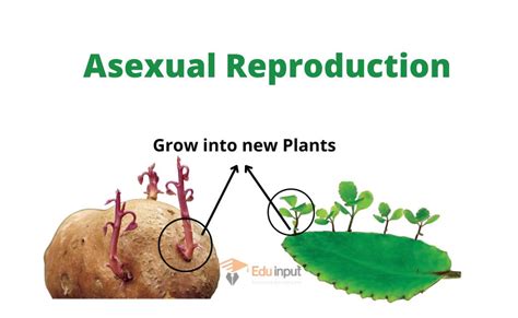 Asexual Reproduction Definition Types And Examples