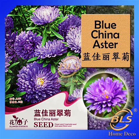 A059 Blue China Aster Flower Goddess Vegetable Flower Fruit Herb Seed