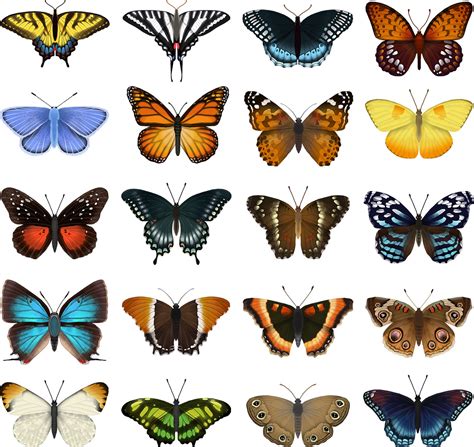 Butterfly Identification Chart On Behance