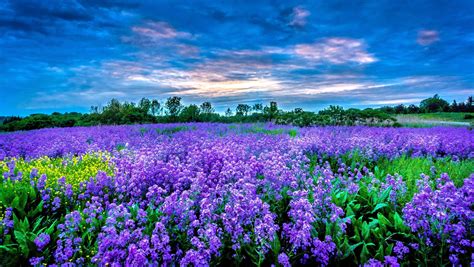 Field Of Flowers Wallpapers Top Free Field Of Flowers Backgrounds