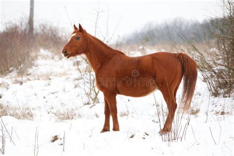Beautiful Chestnut Horse In Winter Stock Image Image Of Equine