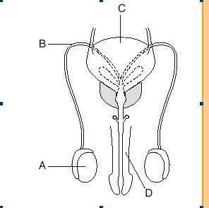 Click here to download a free human skeleton diagram. The diagram below represents the human male reproductive system. Description from edusolution ...