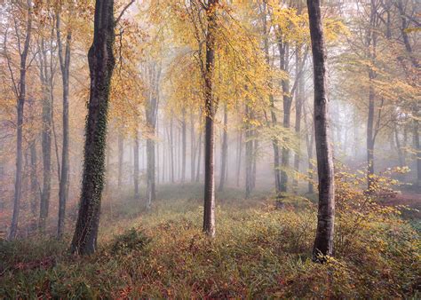 How To Photograph Woodlands And Forests Photohound Blog