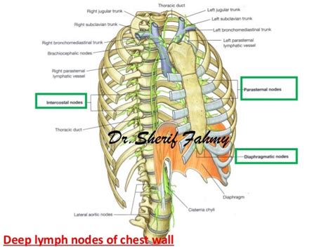 Thoracic Part Of Sympathetic Chain Anatomy Of The Thorax