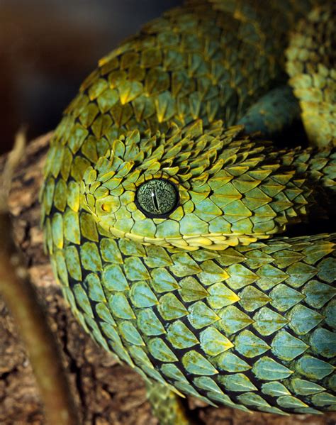 African Bush Viper Atheris Squamigera Houston Zoo Springhare Flickr