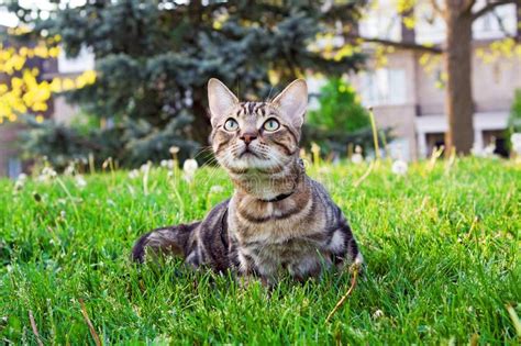Animal Cat Kitten Going For A Walk Outside On Summer Day On Leash Stock