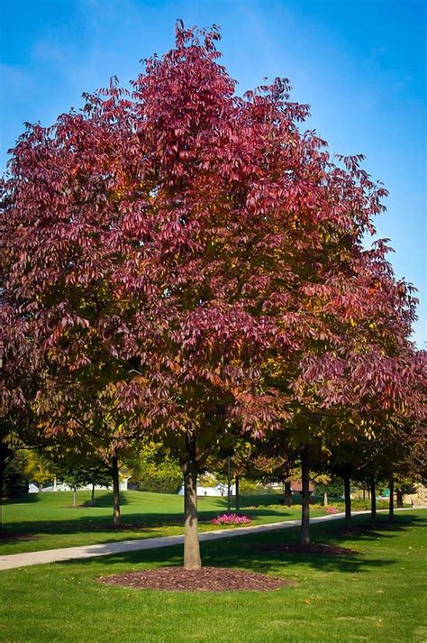 Buy Autumn Purple Ash Tree The Tree Center