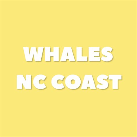 Are Whales Found Along The Nc Coast