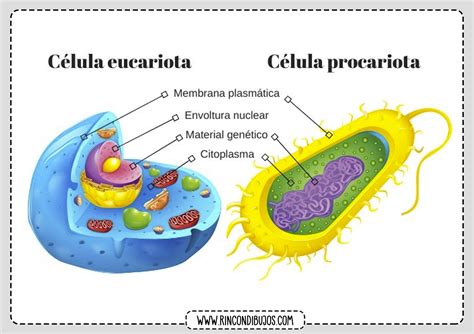 Celula Eucariota Y Procariota Rincon Dibujos 49280 The Best Porn Website