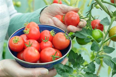 When To Harvest Tomatoes For The Tastiest Fruit