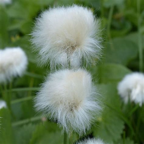 Buy Common Cotton Grass Eriophorum Angustifolium