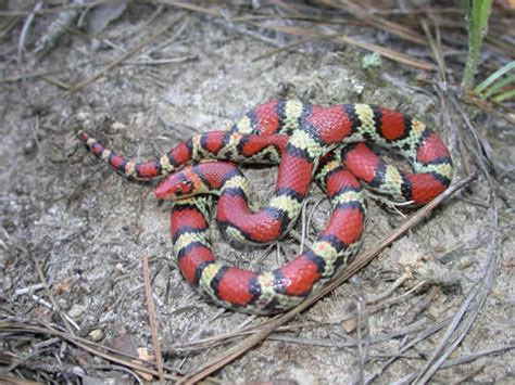 Northern Scarlet Snake Cemophora Coccinea Copei