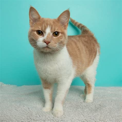 Orange And White Tabby Cat With Brown Eyes Standing Up Stock Image