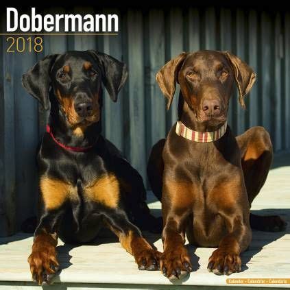 Informiere dich über neue dobermann welpen kaufen. Dobermann Welpen Kaufen Hessen