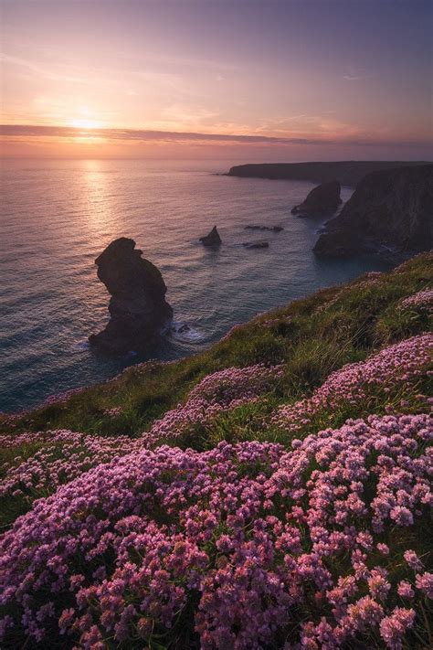 Blooming Cliffs Spring Sunset At Bedruthan Steps Cornwall Paesaggi