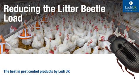 Reducing The Litter Beetle Load Lodi Uk